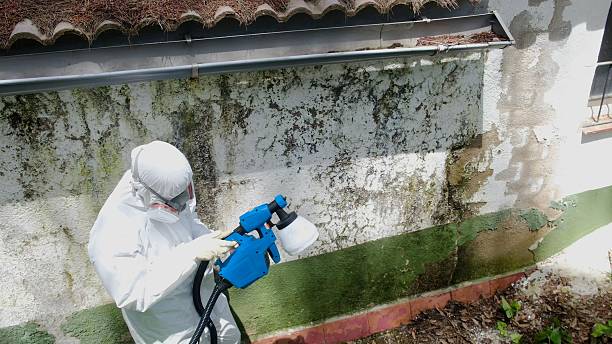Top rated local Mold Remediation specialists in South Boston, VA
